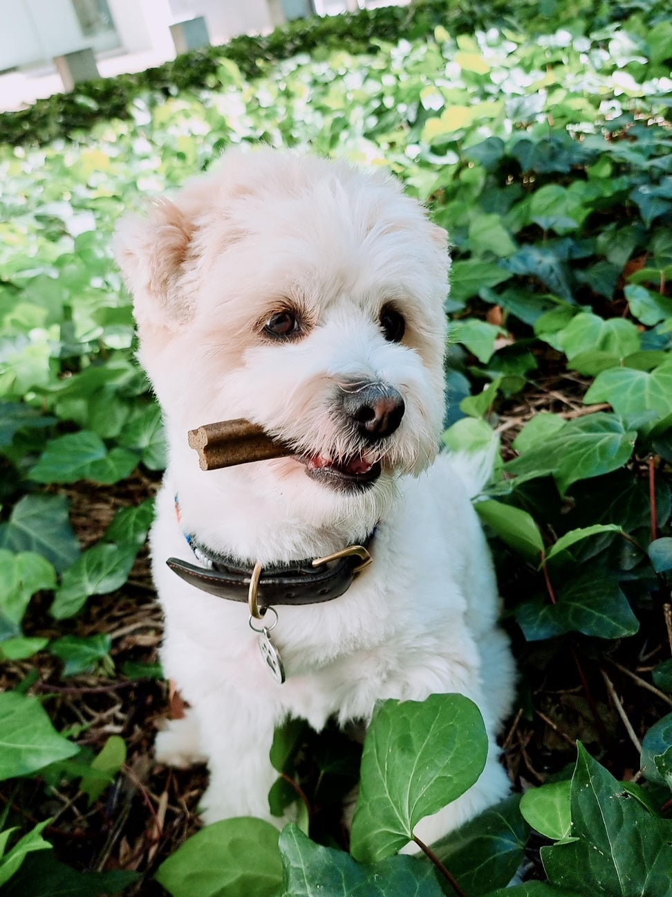 Dog in a green garden bed with dental stick in mouth